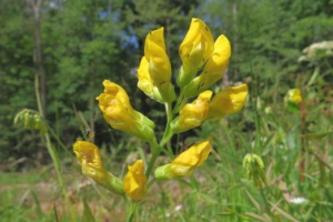 Сімейна мотомія (рослини) Сімейна мотомія (рослини)